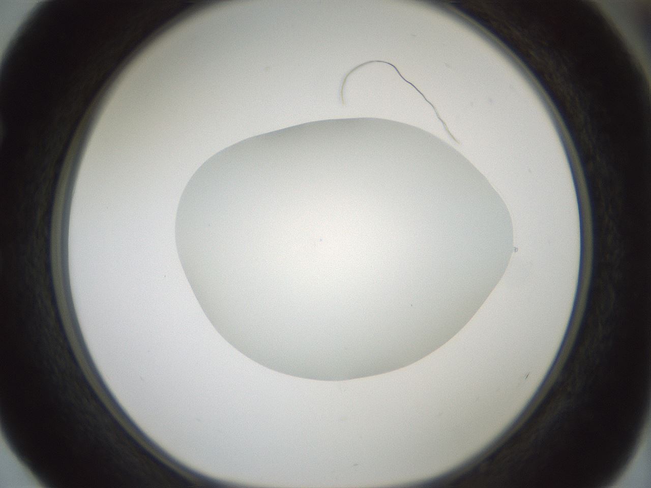 folderID427_plateID1427_batchID5434_wellNum52_profileID1_d1_r88639_ef.jpg