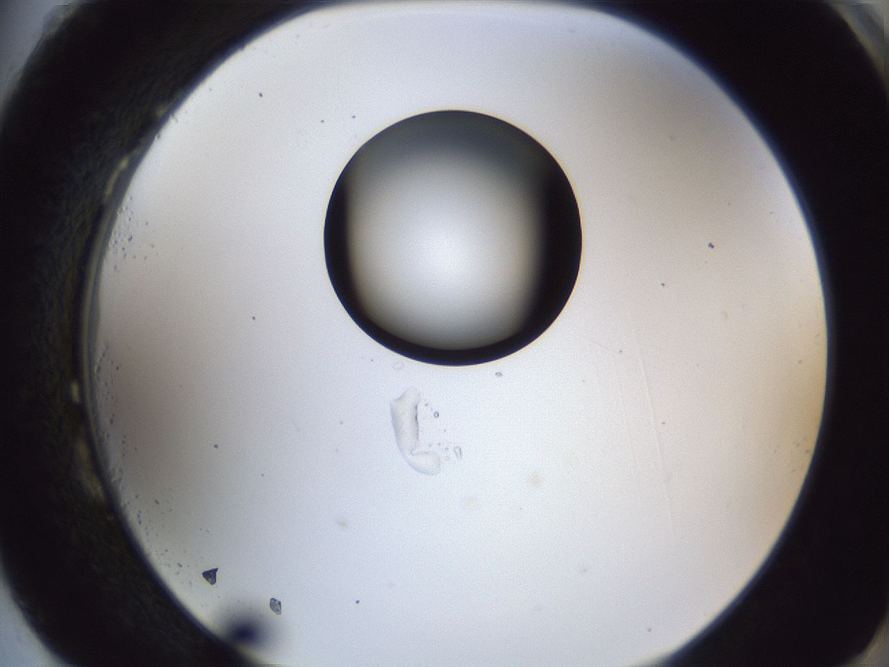 folderID43_plateID1043_batchID2100_wellNum87_profileID1_d2_r46325_ef.jpg