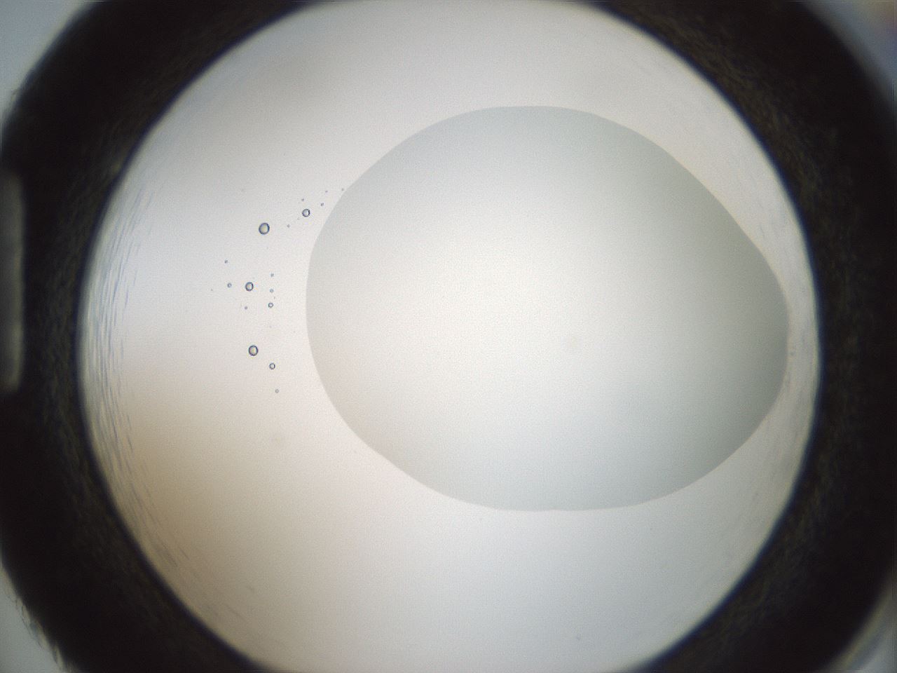 folderID427_plateID1427_batchID5434_wellNum86_profileID1_d1_r88707_ef.jpg