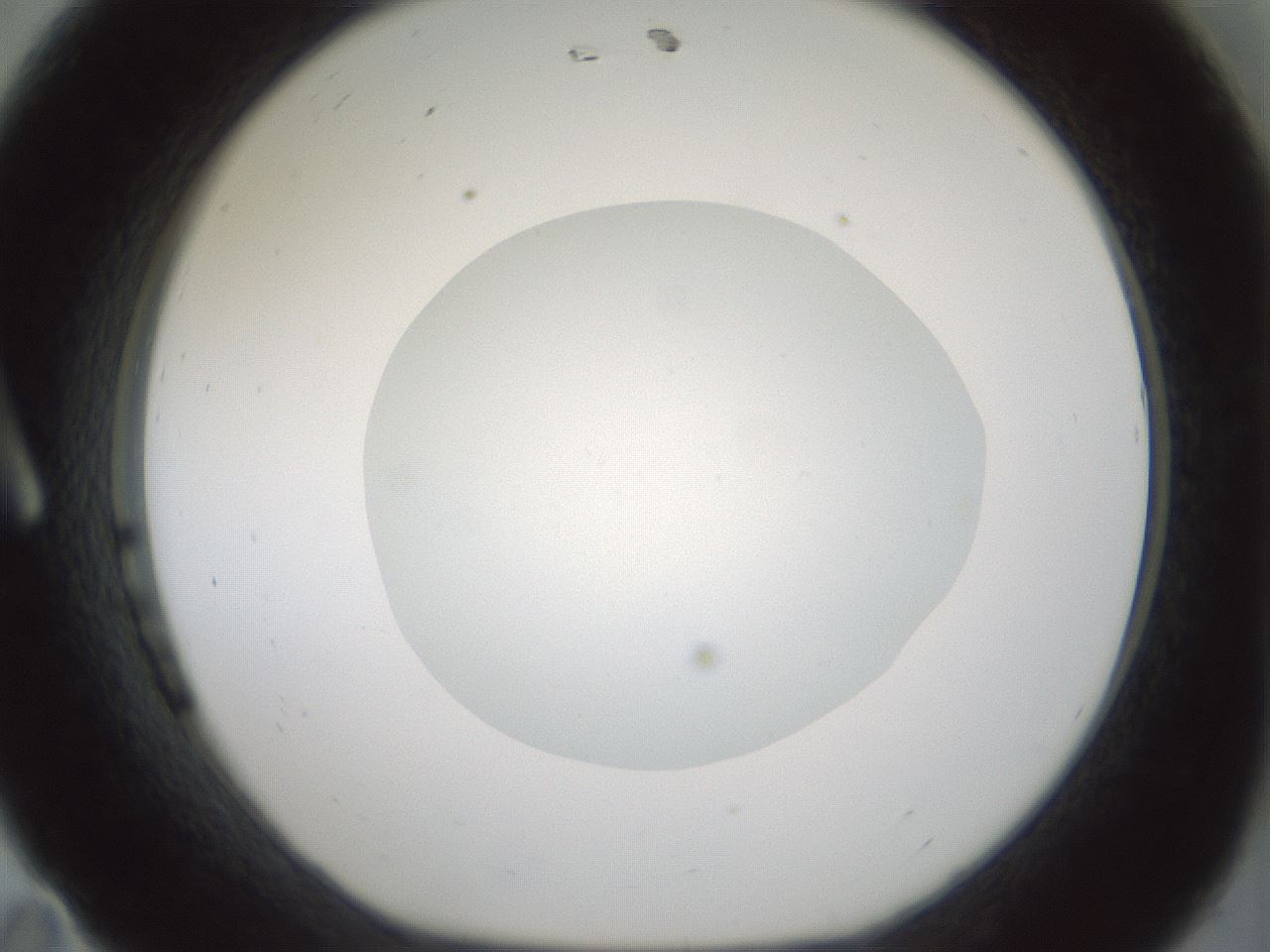 folderID428_plateID1428_batchID5438_wellNum11_profileID1_d1_r89901_ef.jpg