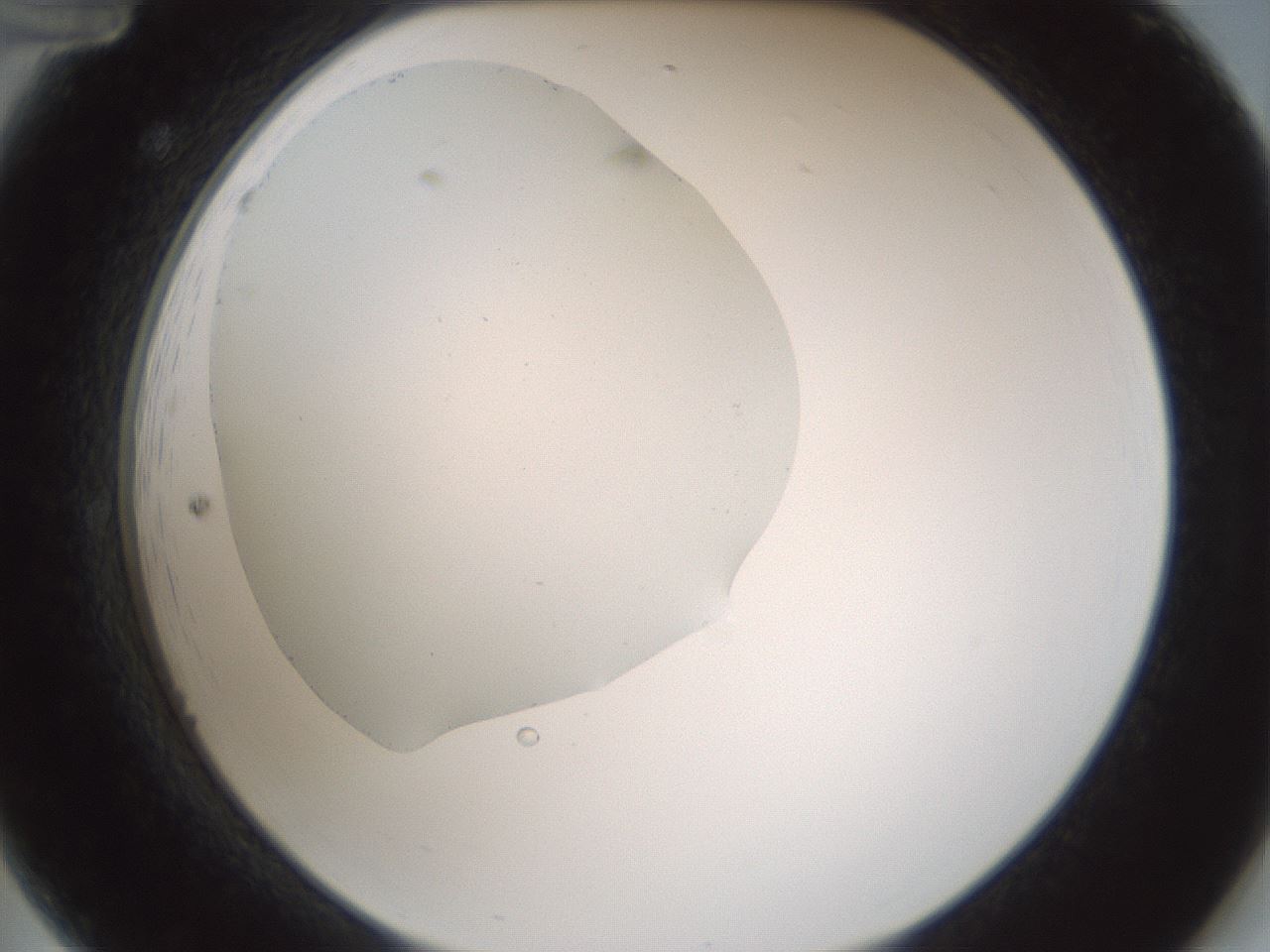 folderID428_plateID1428_batchID5438_wellNum12_profileID1_d2_r89904_ef.jpg