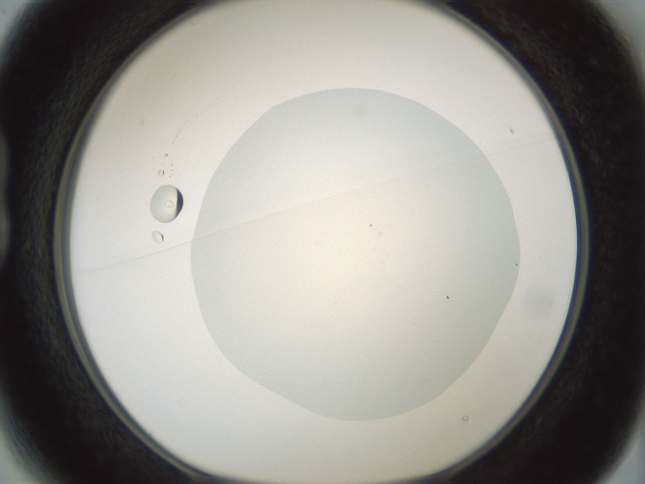 folderID428_plateID1428_batchID5438_wellNum13_profileID1_d1_r89905_ef.jpg