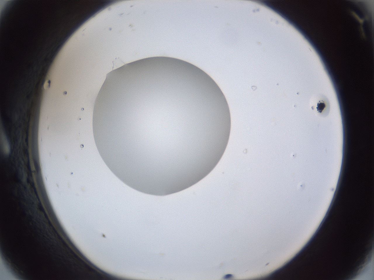 folderID43_plateID1043_batchID2100_wellNum8_profileID1_d1_r46166_ef.jpg