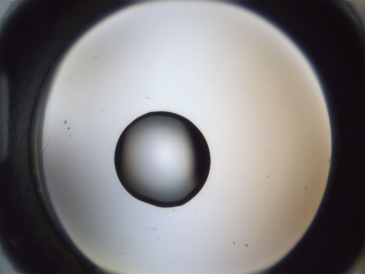 folderID43_plateID1043_batchID2100_wellNum90_profileID1_d1_r46330_ef.jpg