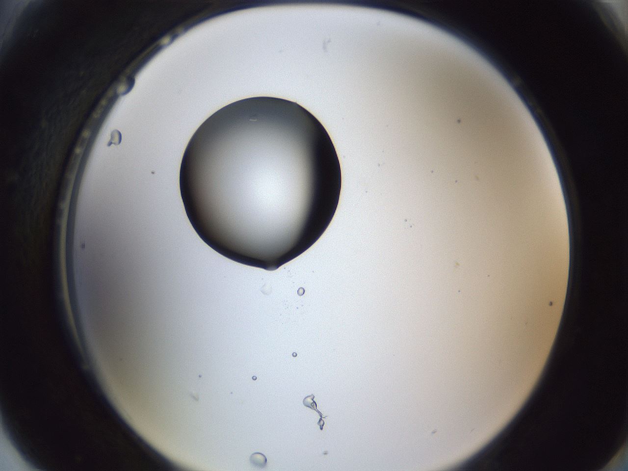 folderID43_plateID1043_batchID2100_wellNum90_profileID1_d2_r46331_ef.jpg