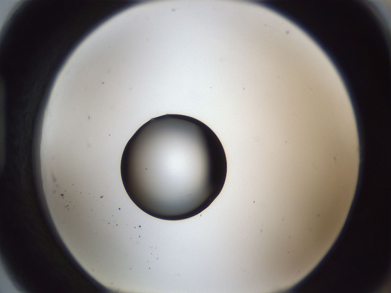 folderID43_plateID1043_batchID2100_wellNum91_profileID1_d1_r46332_ef.jpg