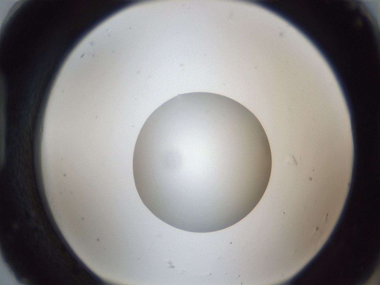 folderID43_plateID1043_batchID2100_wellNum92_profileID1_d1_r46334_ef.jpg