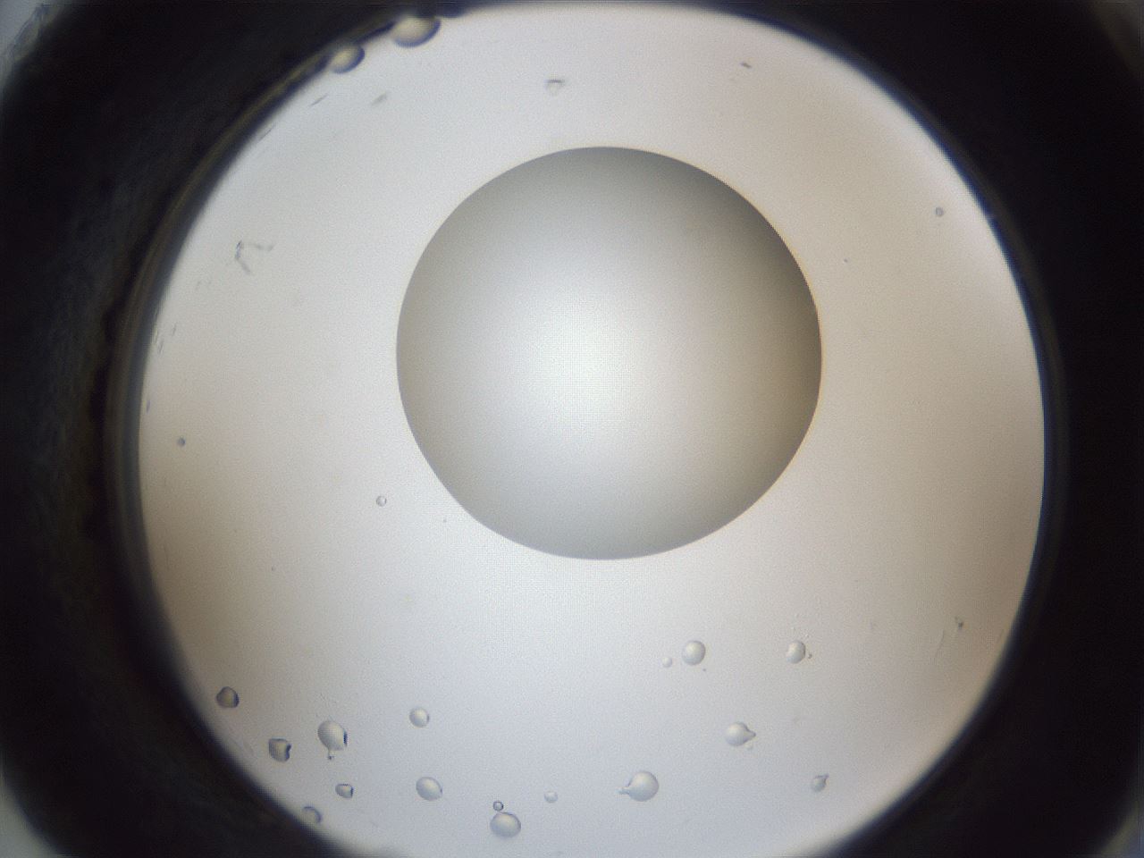 folderID43_plateID1043_batchID2100_wellNum92_profileID1_d2_r46335_ef.jpg