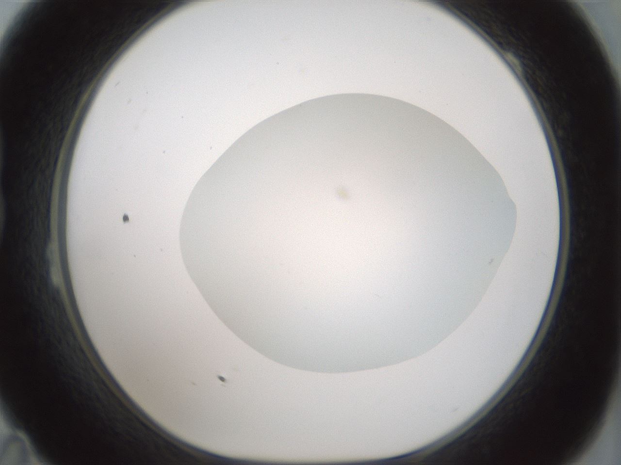 folderID428_plateID1428_batchID5438_wellNum23_profileID1_d1_r89925_ef.jpg