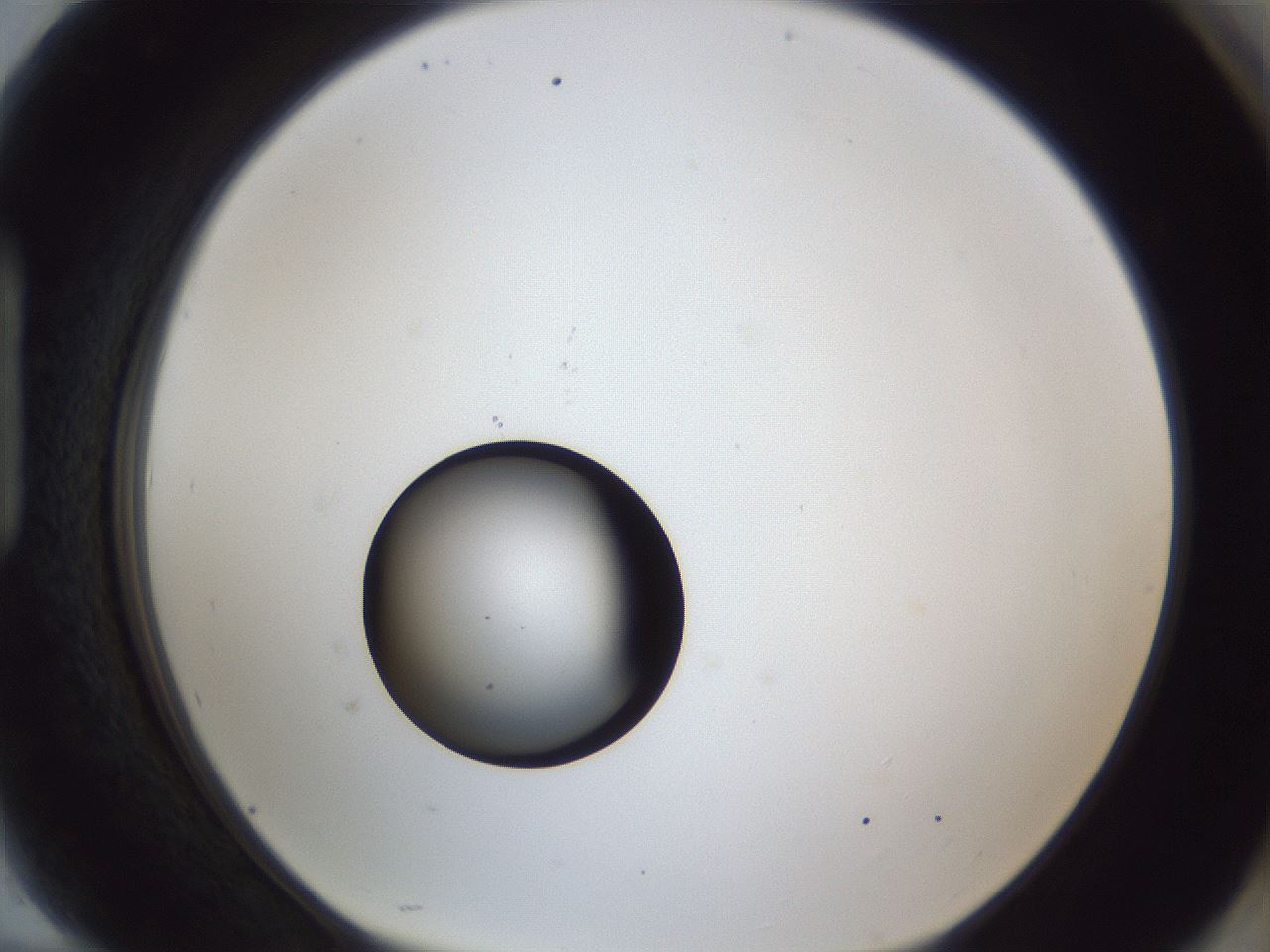 folderID43_plateID1043_batchID2100_wellNum94_profileID1_d1_r46338_ef.jpg