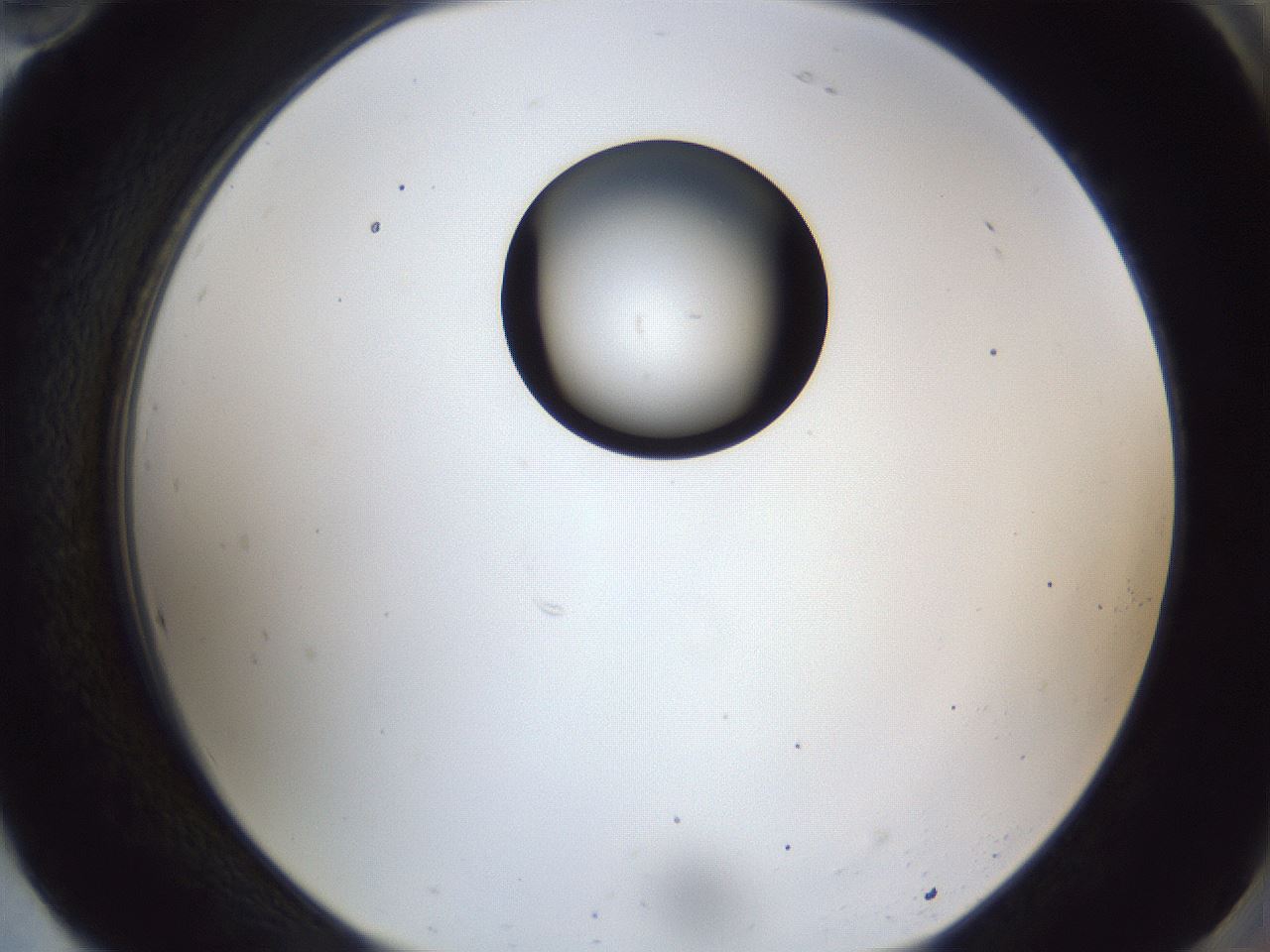 folderID43_plateID1043_batchID2100_wellNum94_profileID1_d2_r46339_ef.jpg