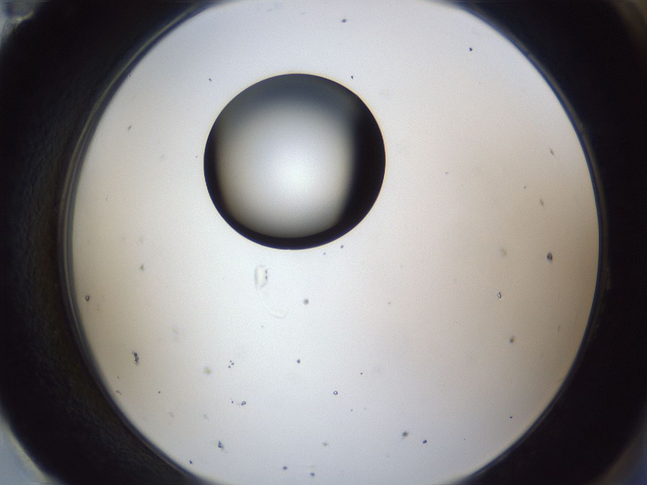 folderID43_plateID1043_batchID2100_wellNum95_profileID1_d2_r46341_ef.jpg