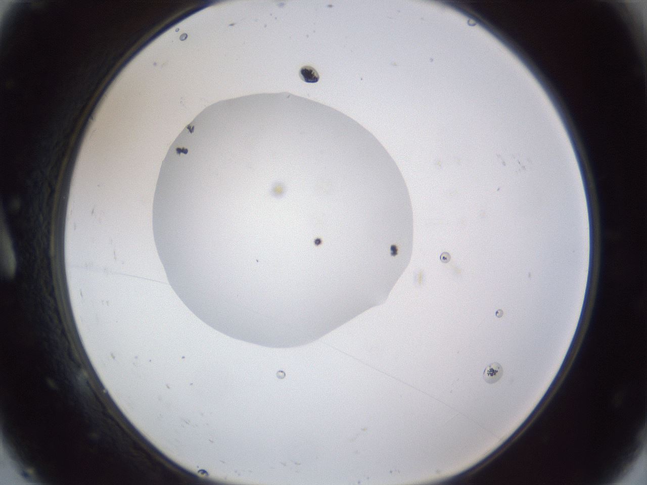 folderID43_plateID1043_batchID2100_wellNum9_profileID1_d1_r46168_ef.jpg