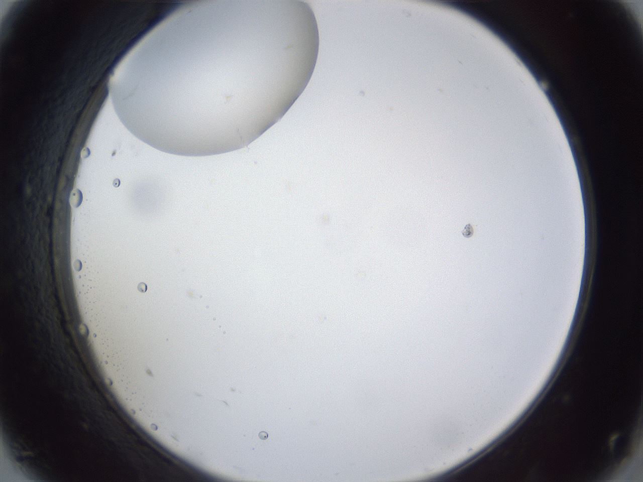 folderID43_plateID1043_batchID2100_wellNum9_profileID1_d2_r46169_ef.jpg