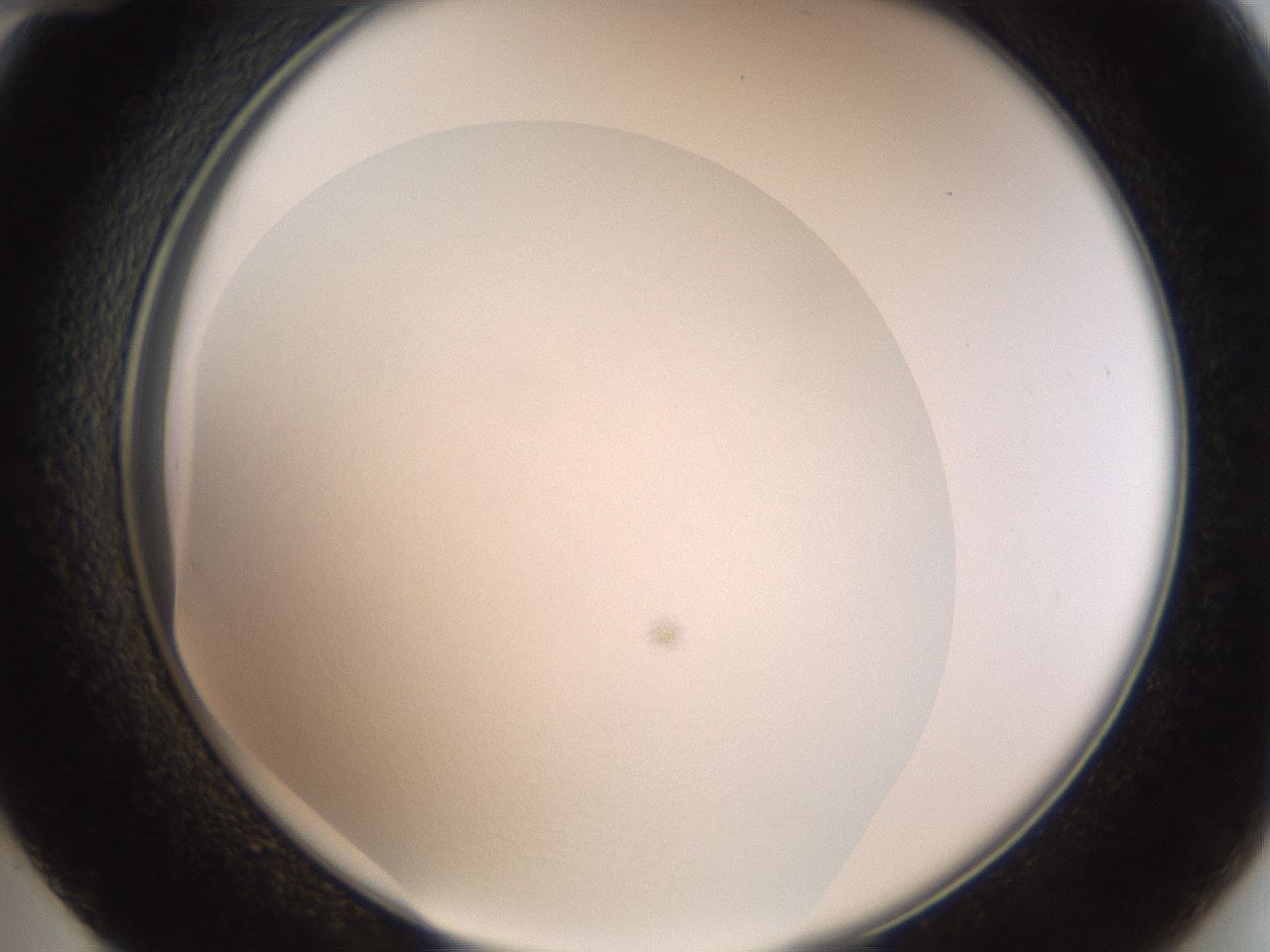 folderID43_plateID2043_batchID9005_wellNum48_profileID1_d2_r137174_ef.jpg