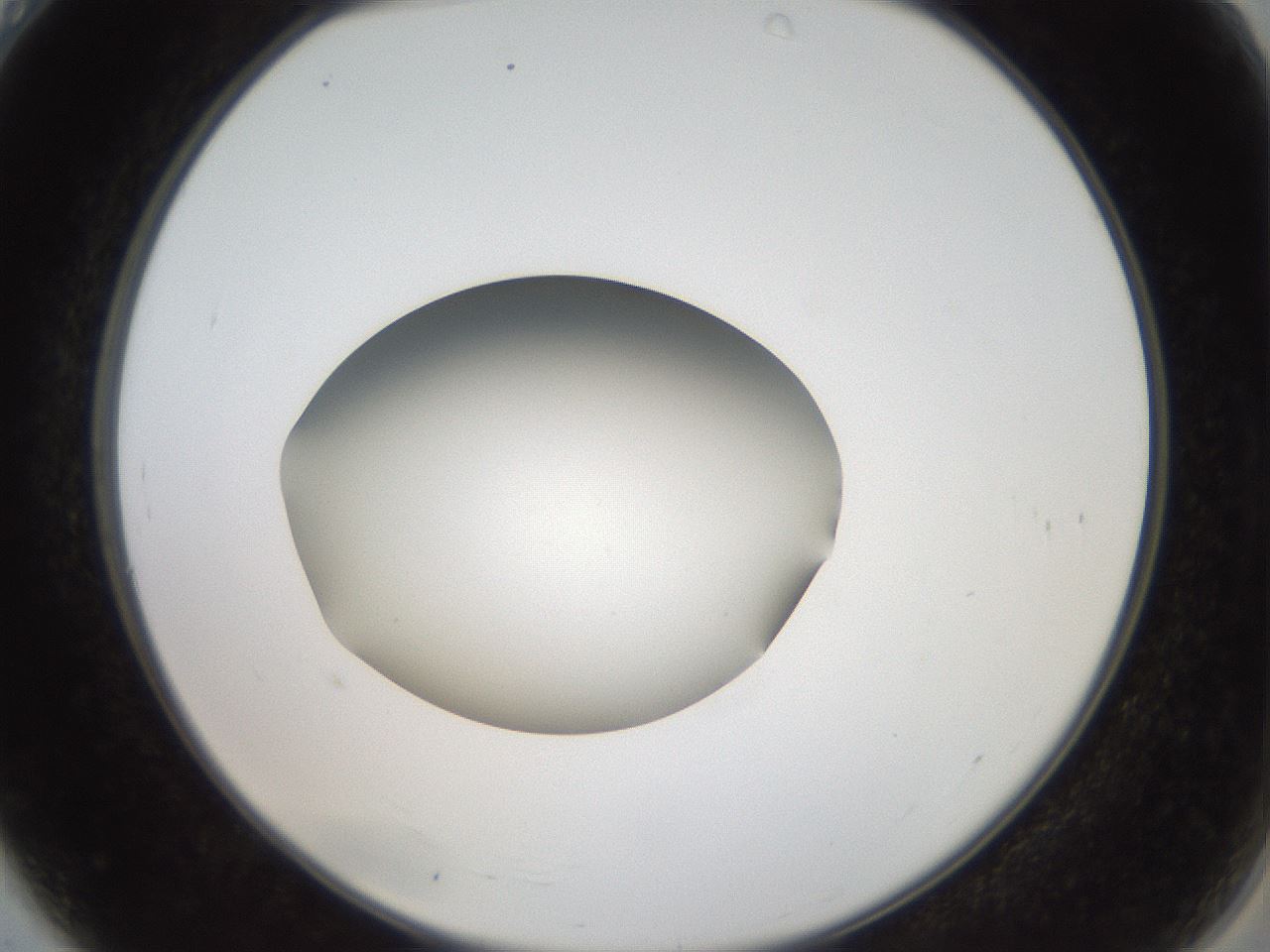 folderID43_plateID2043_batchID9005_wellNum4_profileID1_d2_r137086_ef.jpg