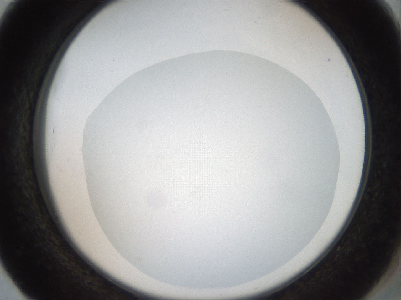 folderID43_plateID2043_batchID9005_wellNum51_profileID1_d2_r137180_ef.jpg