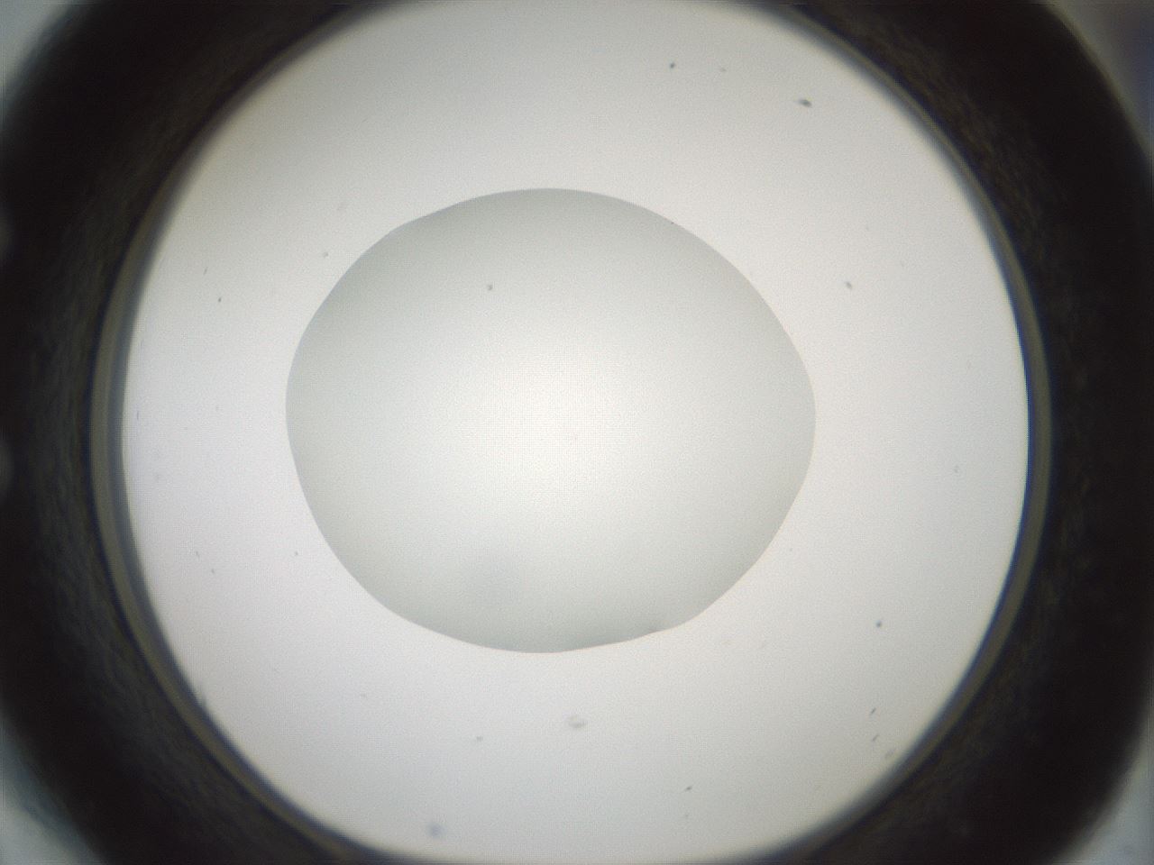 folderID428_plateID1428_batchID5438_wellNum54_profileID1_d1_r89987_ef.jpg