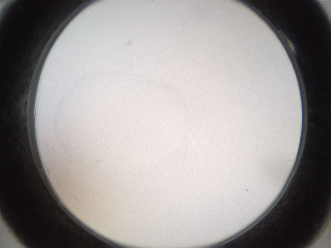 folderID43_plateID2043_batchID9005_wellNum10_profileID1_d2_r137098_ef.jpg