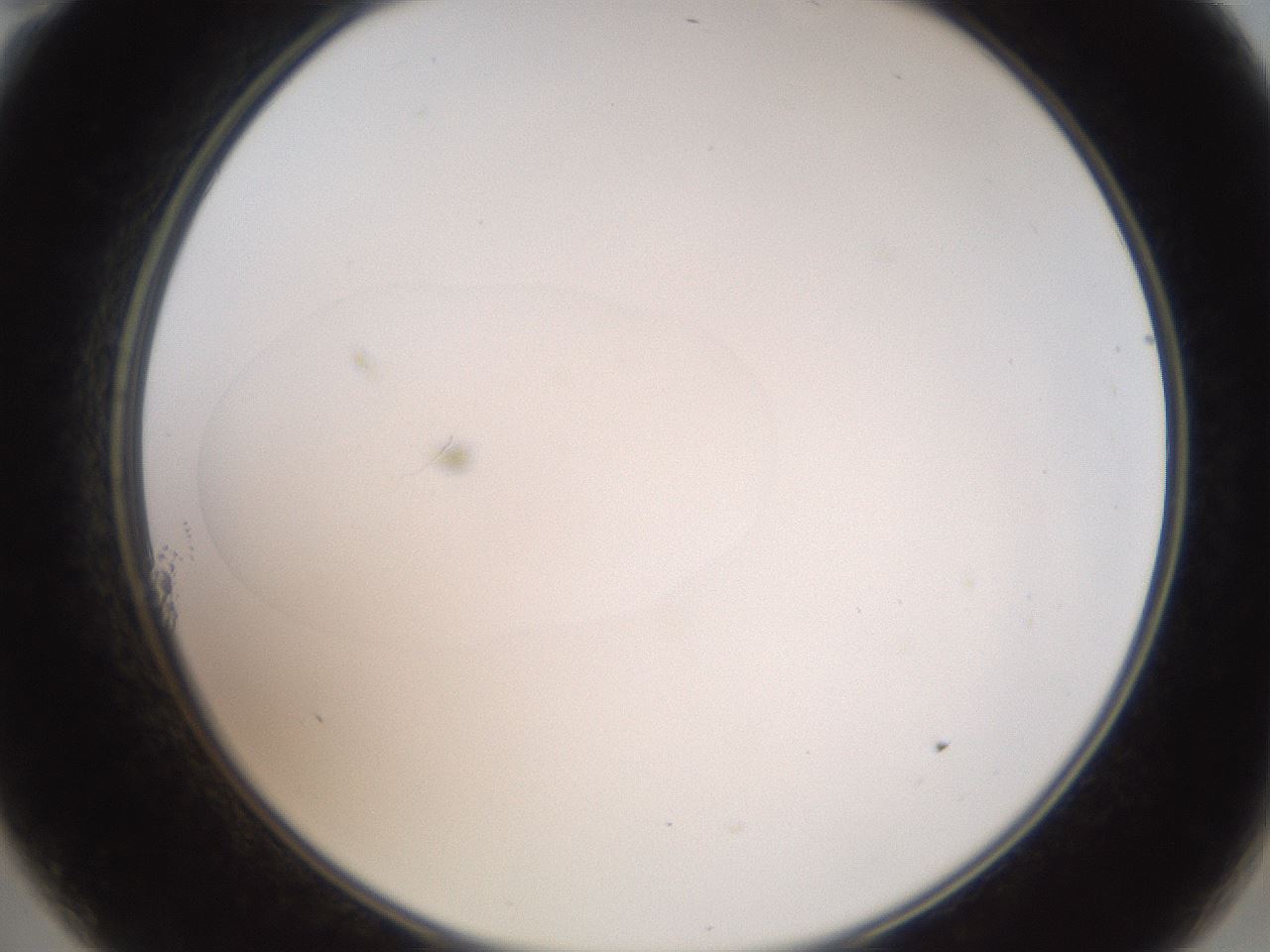 folderID43_plateID2043_batchID9005_wellNum11_profileID1_d2_r137100_ef.jpg