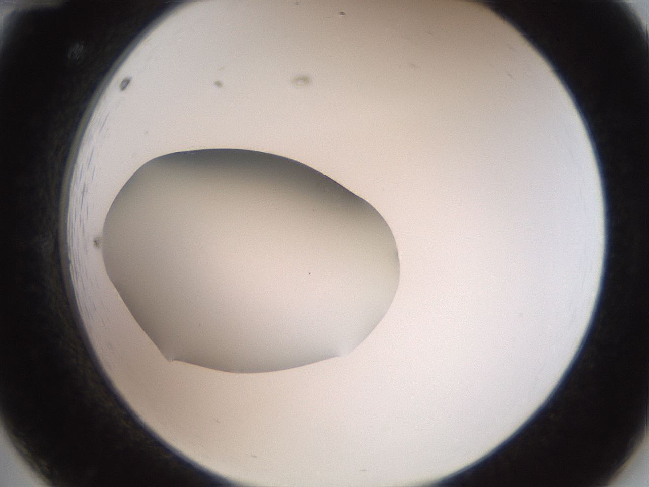 folderID43_plateID2043_batchID9005_wellNum12_profileID1_d2_r137102_ef.jpg