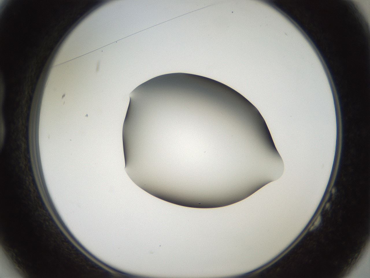 folderID43_plateID2043_batchID9005_wellNum14_profileID1_d1_r137105_ef.jpg