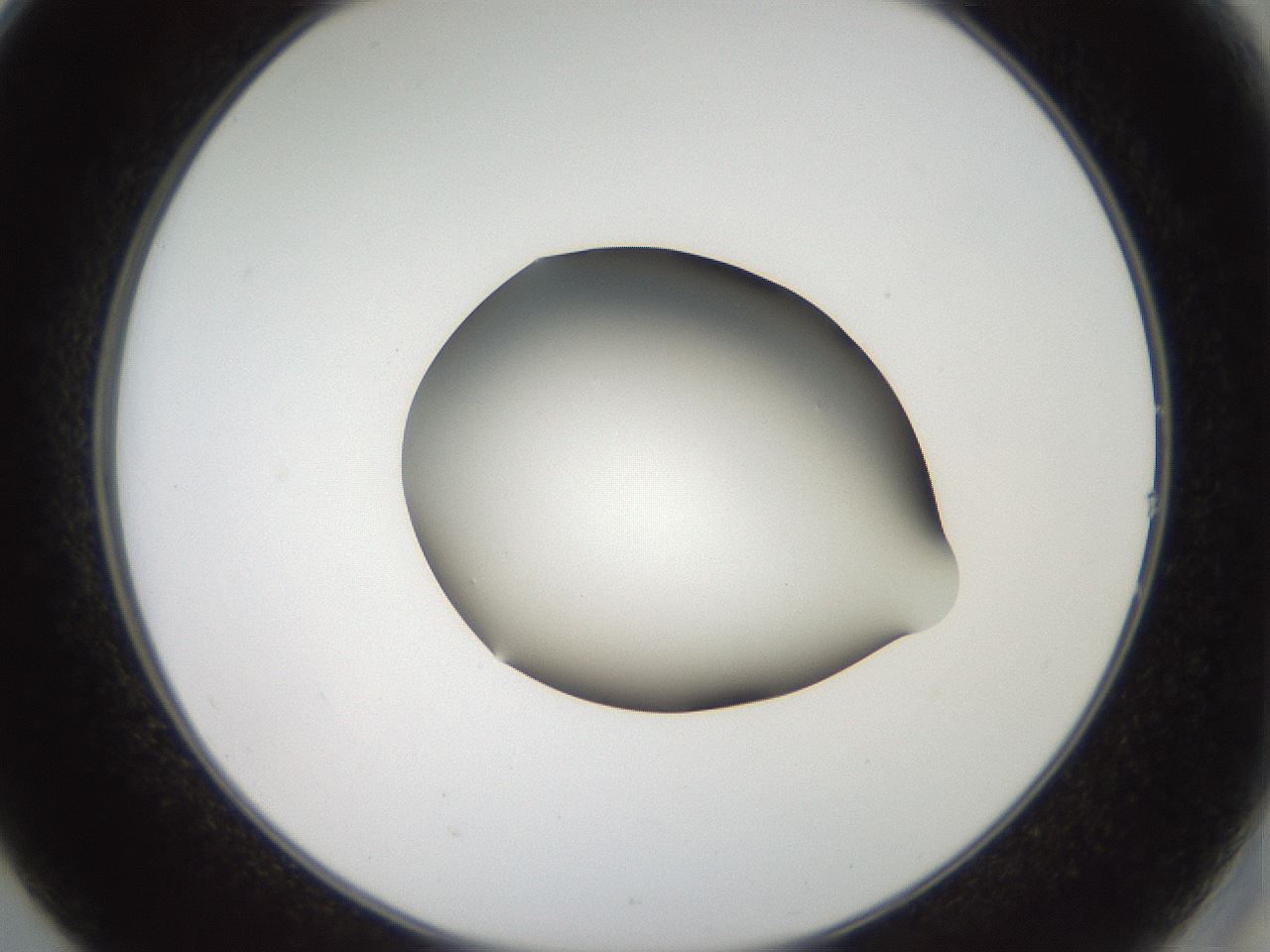 folderID43_plateID2043_batchID9005_wellNum14_profileID1_d2_r137106_ef.jpg