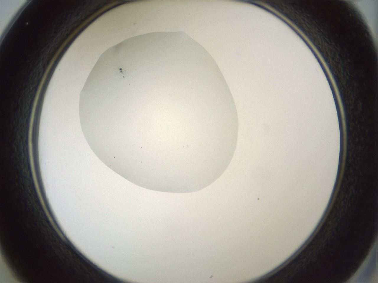 folderID428_plateID1428_batchID5438_wellNum25_profileID1_d2_r89930_ef.jpg