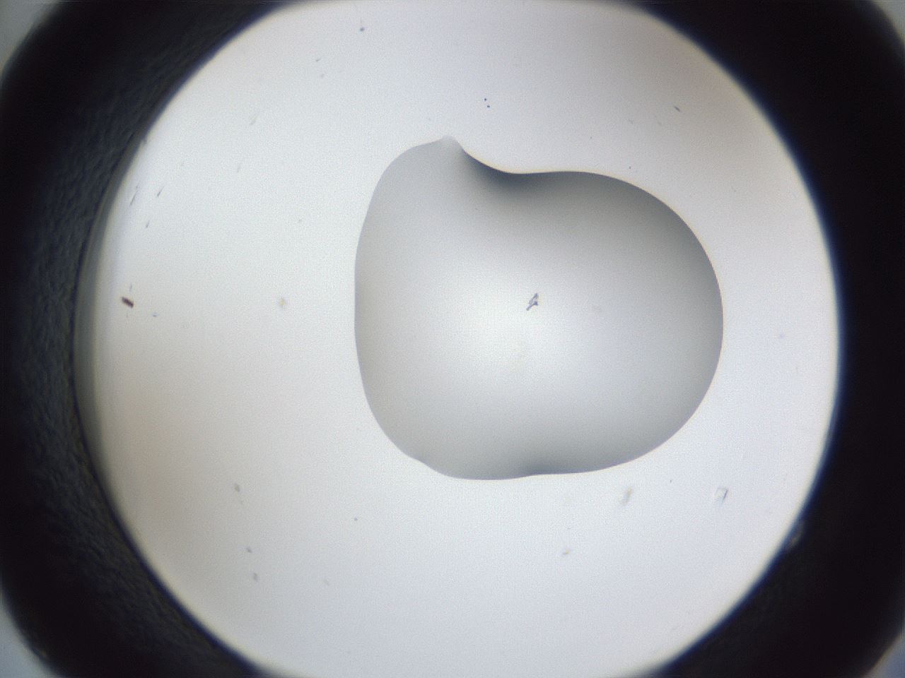 folderID44_plateID1044_batchID2102_wellNum52_profileID1_d2_r46639_ef.jpg
