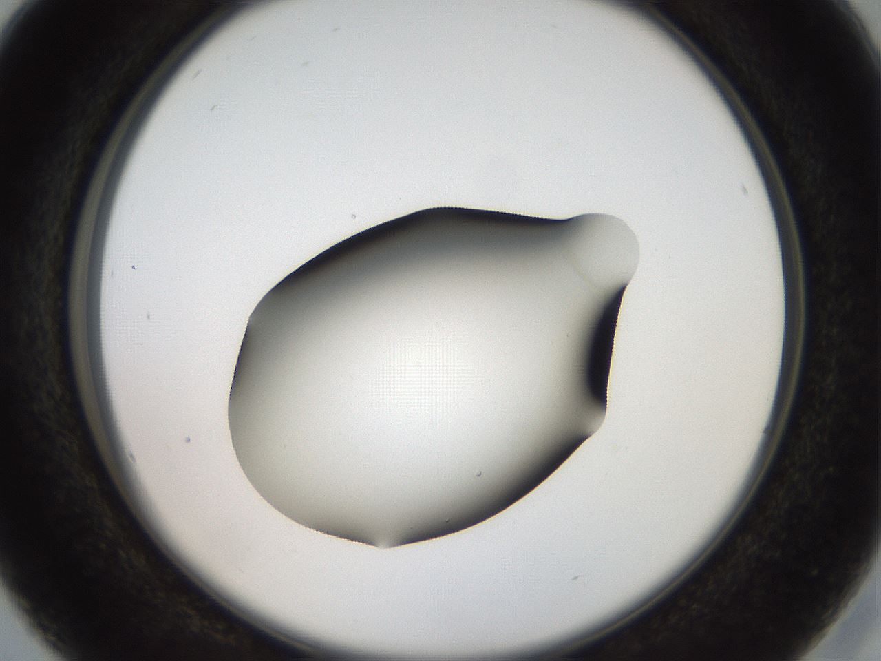 folderID43_plateID2043_batchID9005_wellNum16_profileID1_d2_r137110_ef.jpg