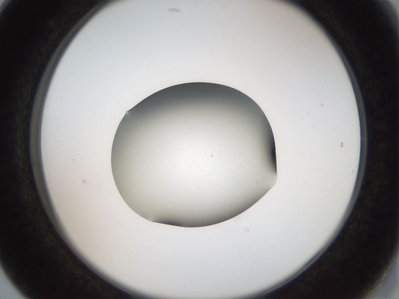 folderID43_plateID2043_batchID9005_wellNum17_profileID1_d2_r137112_ef.jpg