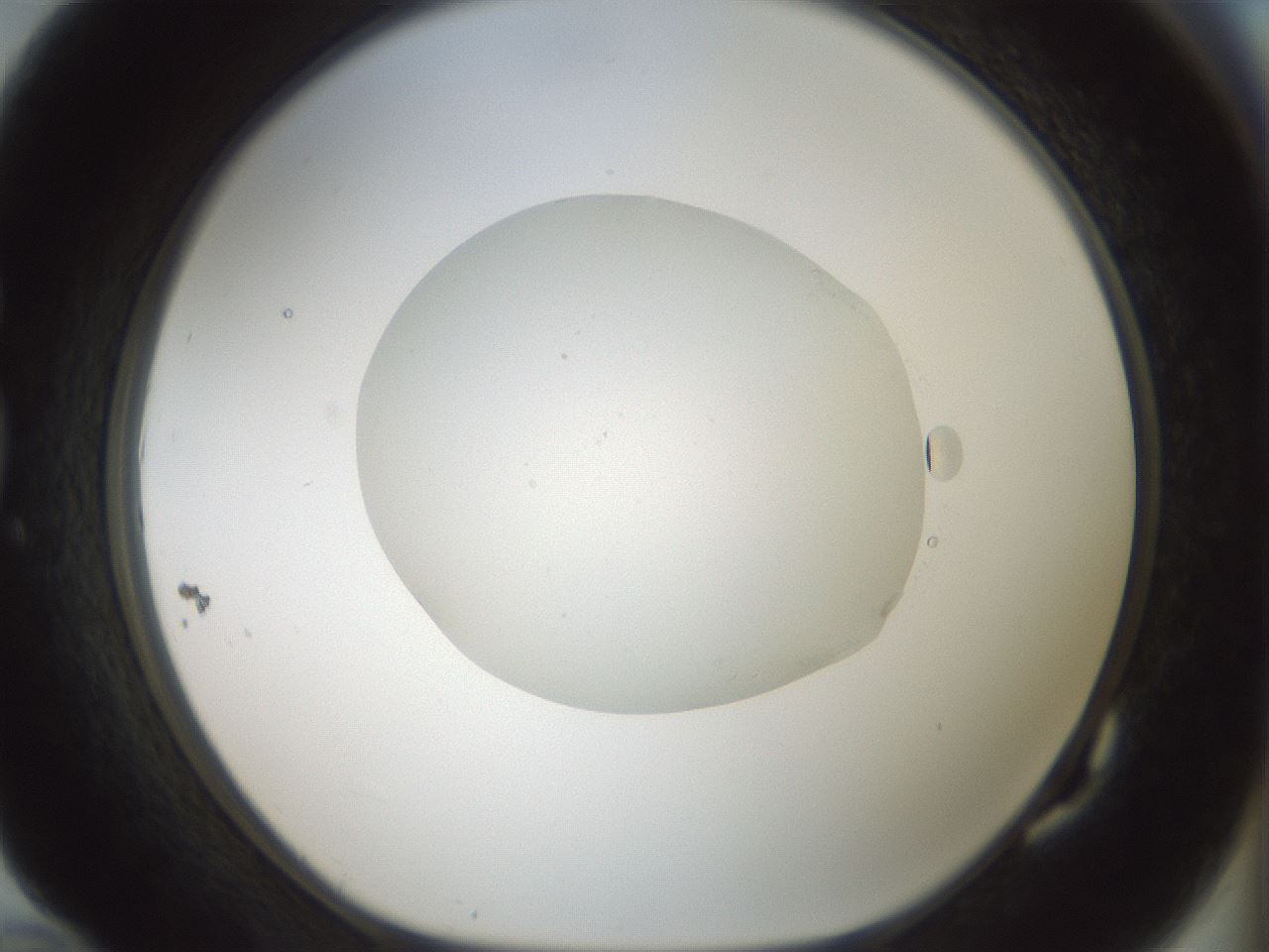 folderID428_plateID1428_batchID5438_wellNum82_profileID1_d1_r90043_ef.jpg