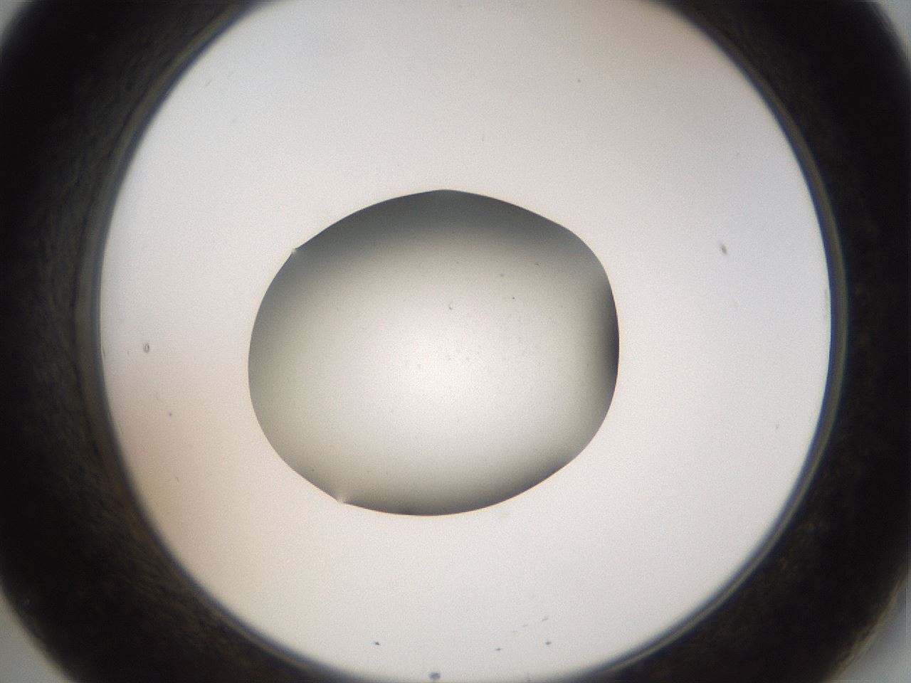 folderID43_plateID2043_batchID9005_wellNum20_profileID1_d2_r137118_ef.jpg