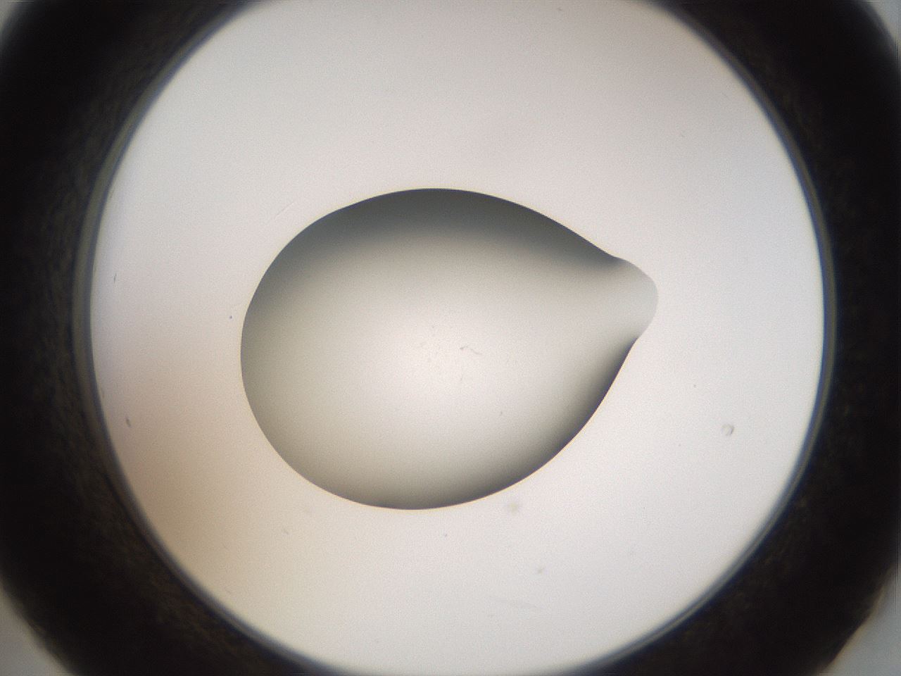 folderID43_plateID2043_batchID9005_wellNum21_profileID1_d2_r137120_ef.jpg
