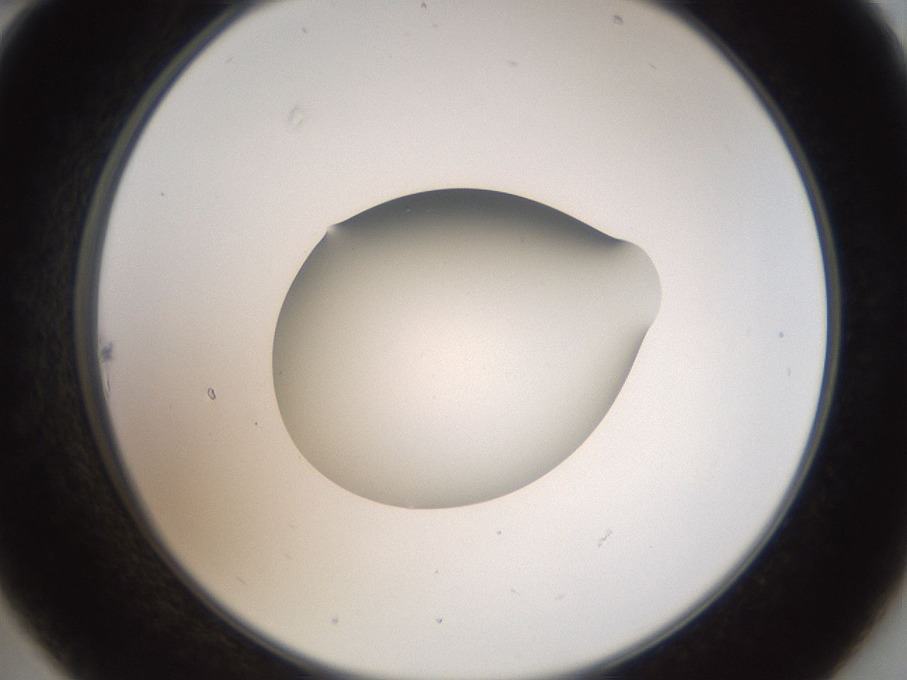 folderID43_plateID2043_batchID9005_wellNum22_profileID1_d2_r137122_ef.jpg