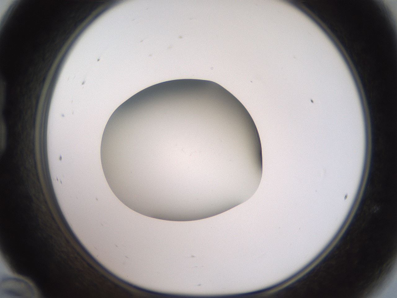 folderID43_plateID2043_batchID9005_wellNum24_profileID1_d1_r137125_ef.jpg