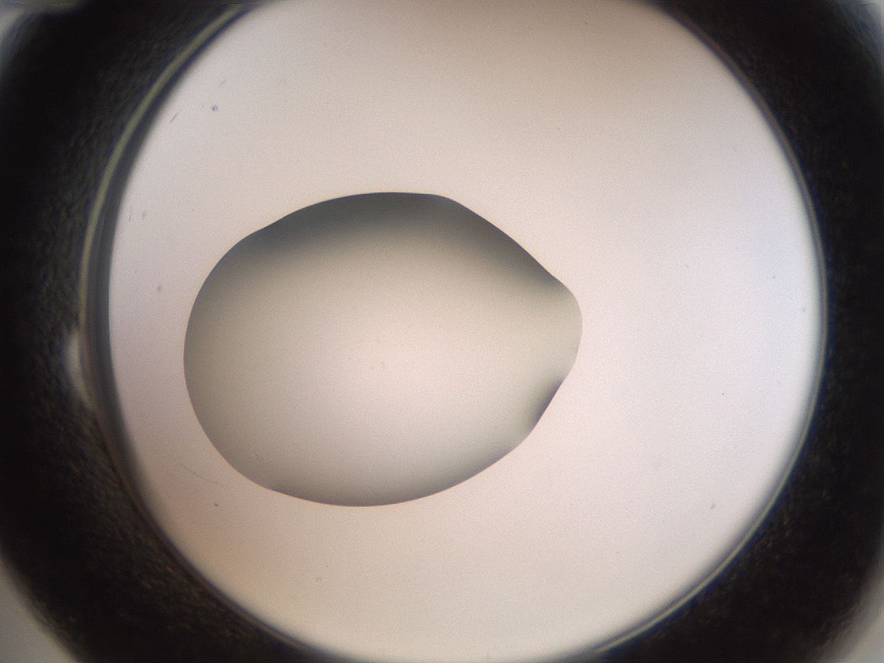folderID43_plateID2043_batchID9005_wellNum24_profileID1_d2_r137126_ef.jpg