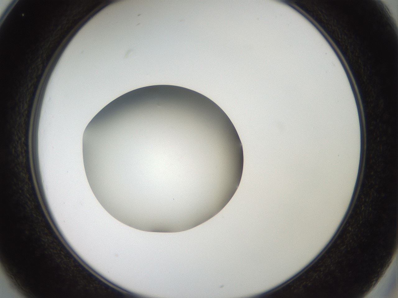 folderID43_plateID2043_batchID9005_wellNum25_profileID1_d2_r137128_ef.jpg