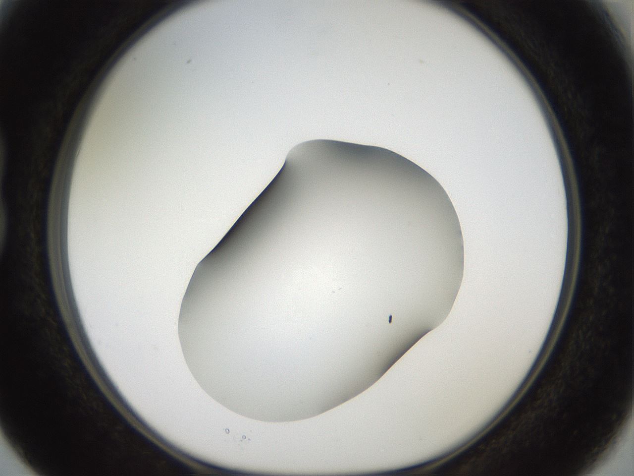 folderID43_plateID2043_batchID9005_wellNum15_profileID1_d1_r137107_ef.jpg