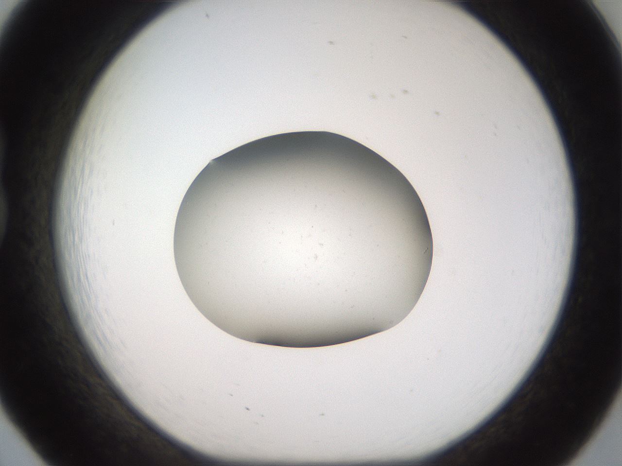 folderID43_plateID2043_batchID9005_wellNum20_profileID1_d1_r137117_ef.jpg
