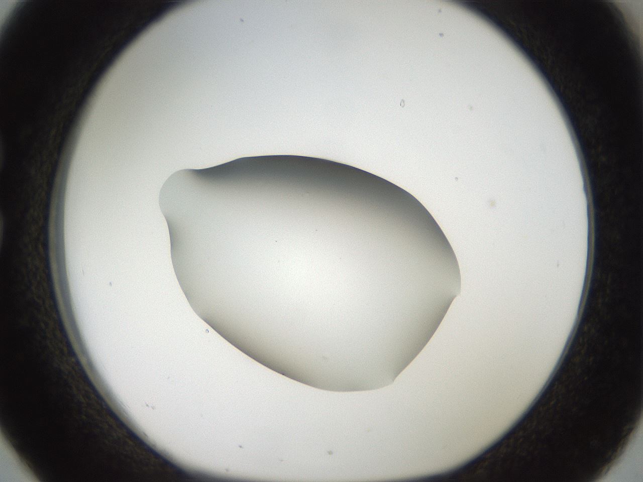folderID43_plateID2043_batchID9005_wellNum26_profileID1_d1_r137129_ef.jpg