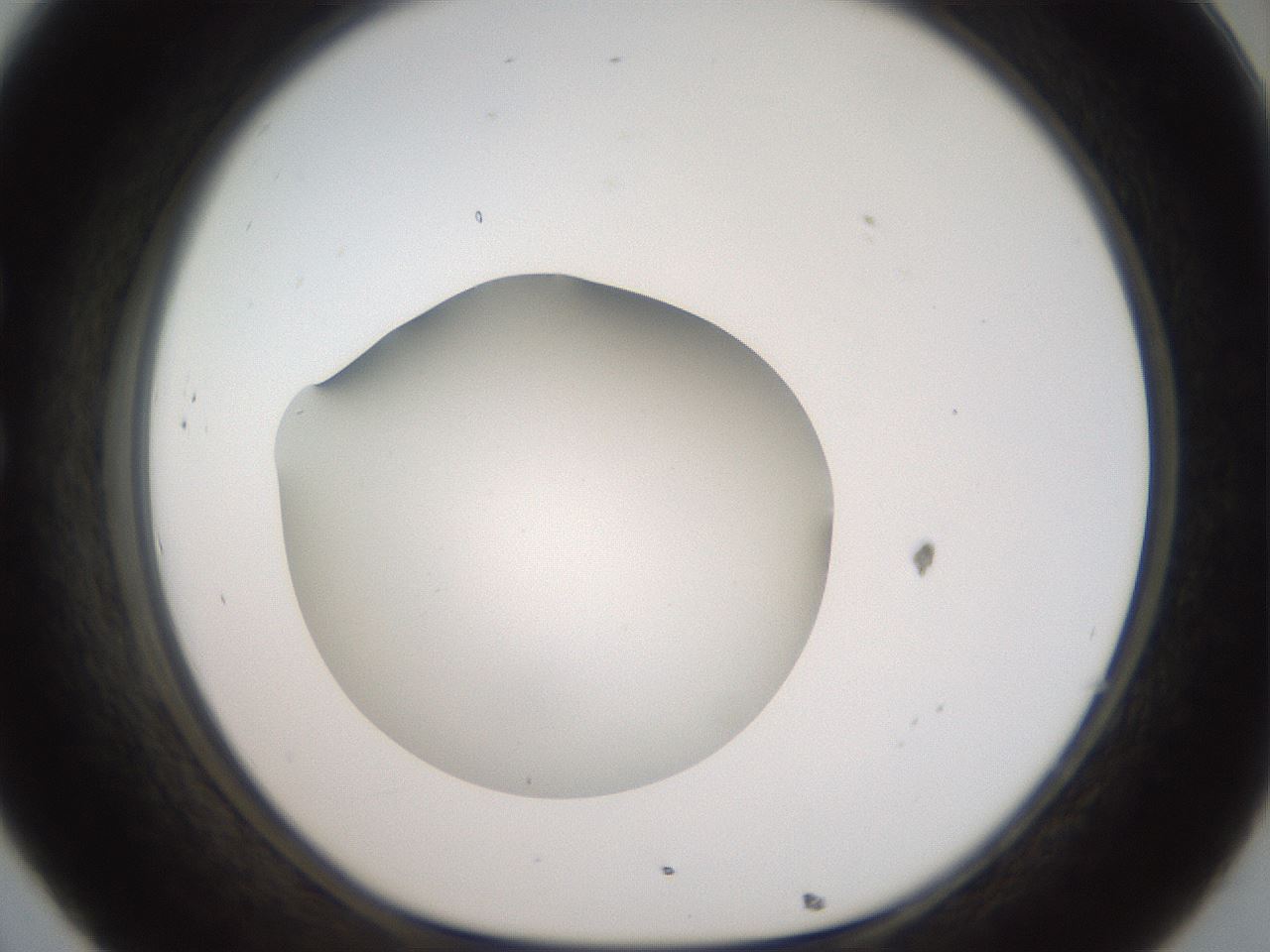 folderID43_plateID2043_batchID9005_wellNum32_profileID1_d1_r137141_ef.jpg