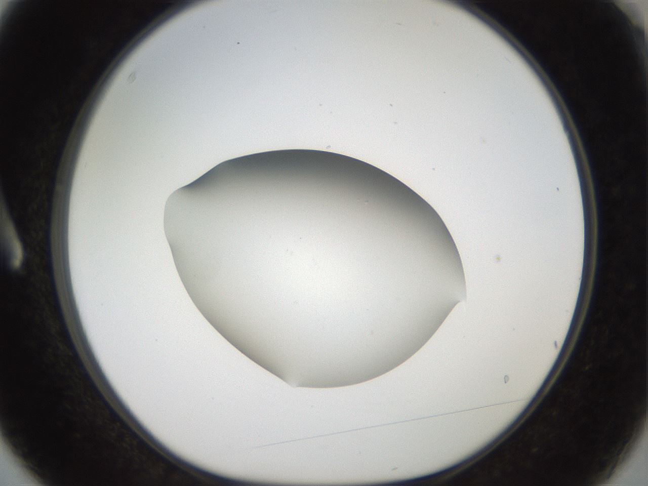 folderID43_plateID2043_batchID9005_wellNum3_profileID1_d1_r137083_ef.jpg