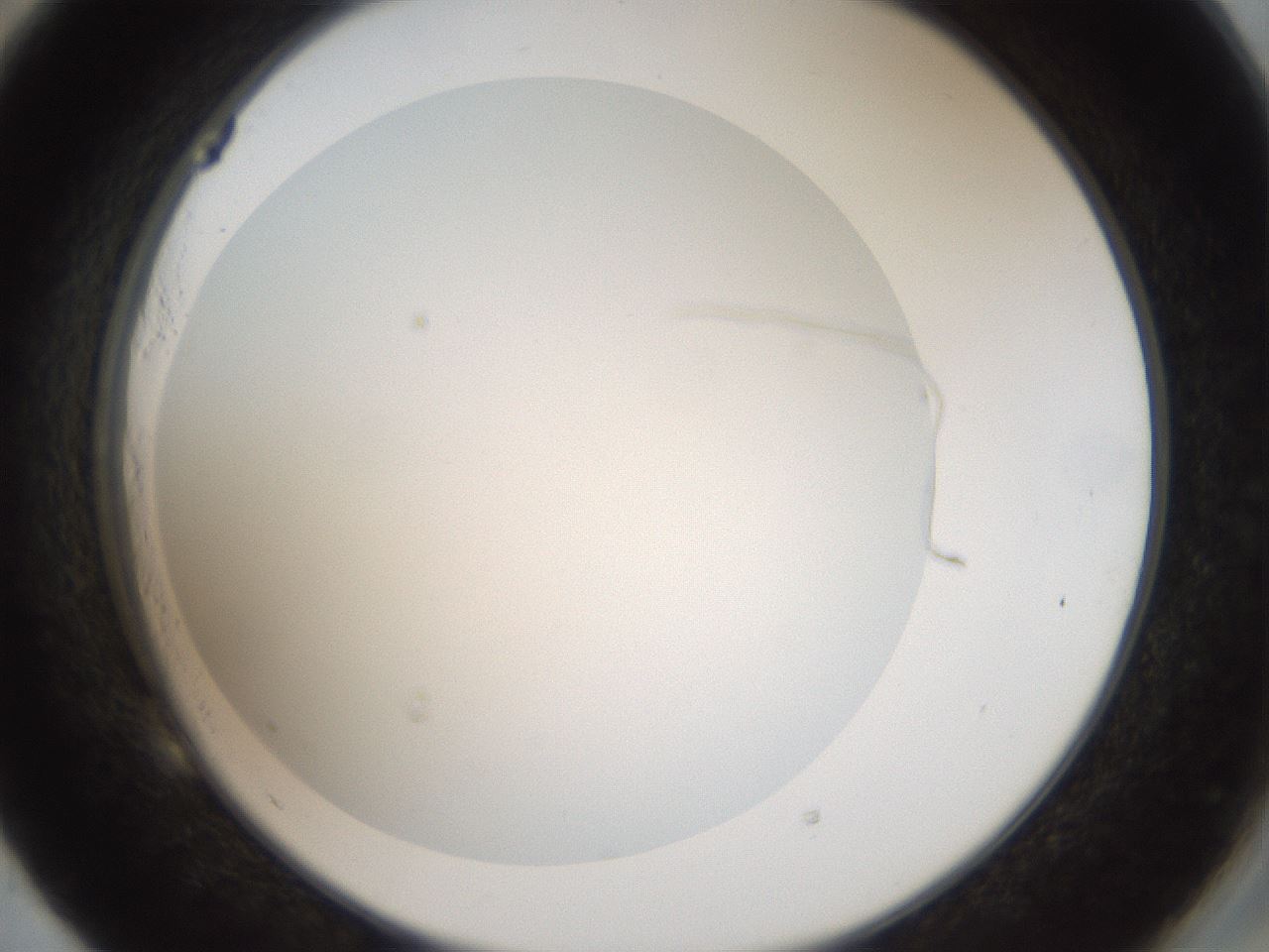 folderID43_plateID2043_batchID9005_wellNum53_profileID1_d2_r137184_ef.jpg