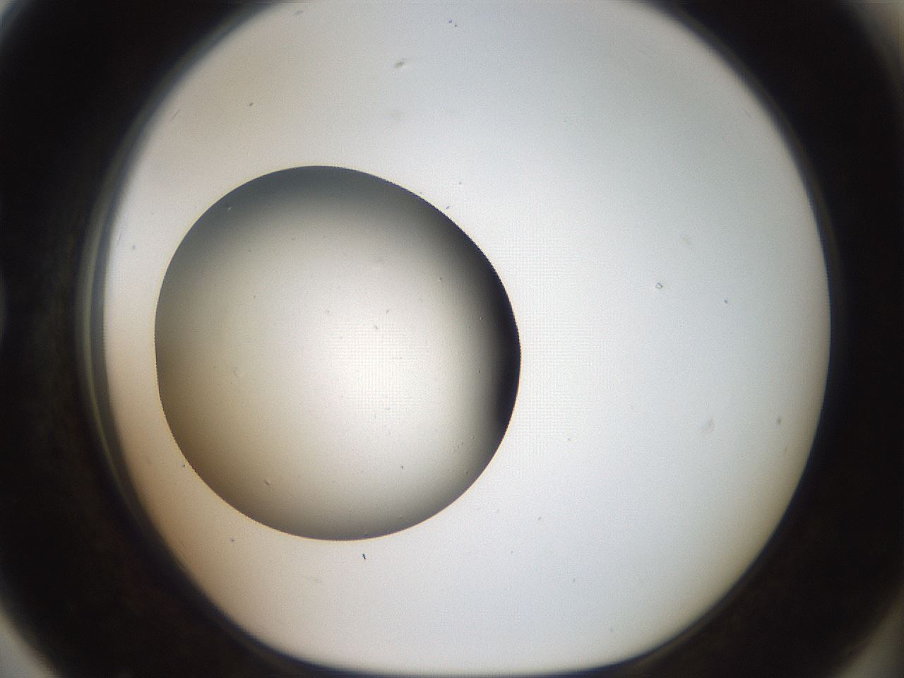 folderID43_plateID2043_batchID9005_wellNum79_profileID1_d1_r137235_ef.jpg