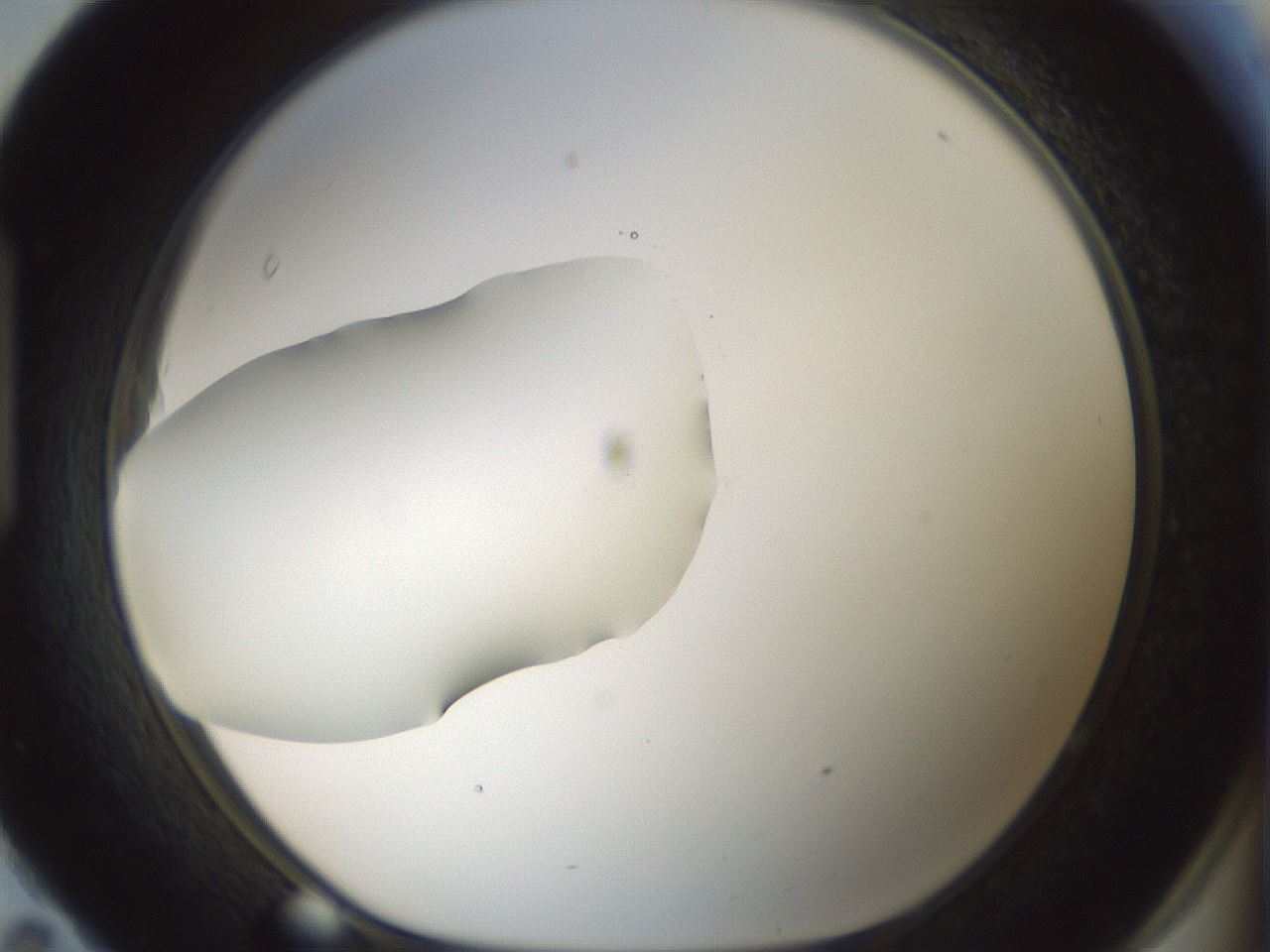 folderID428_plateID1428_batchID5438_wellNum95_profileID1_d1_r90069_ef.jpg
