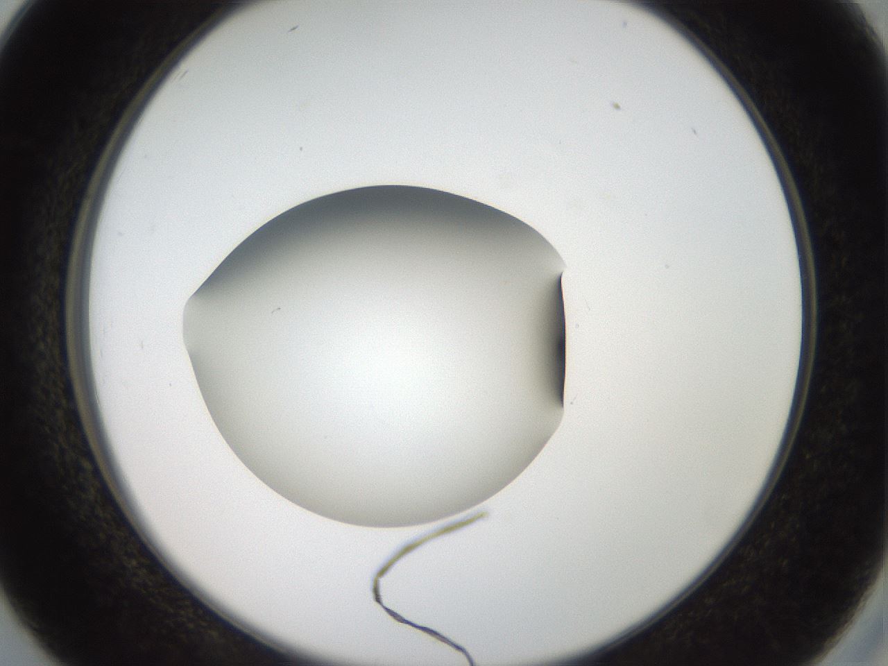 folderID43_plateID2043_batchID9005_wellNum26_profileID1_d2_r137130_ef.jpg