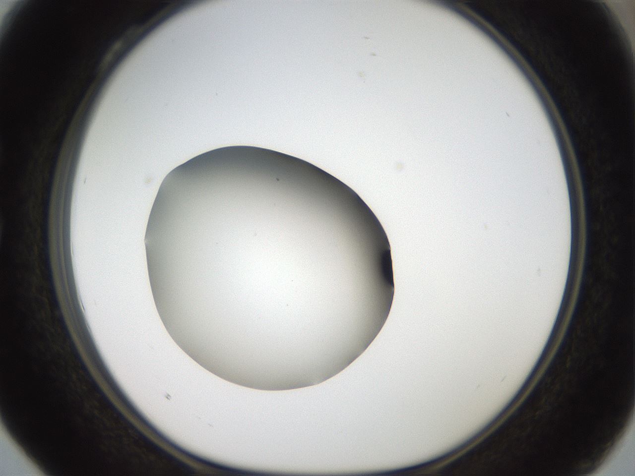 folderID43_plateID2043_batchID9005_wellNum28_profileID1_d1_r137133_ef.jpg