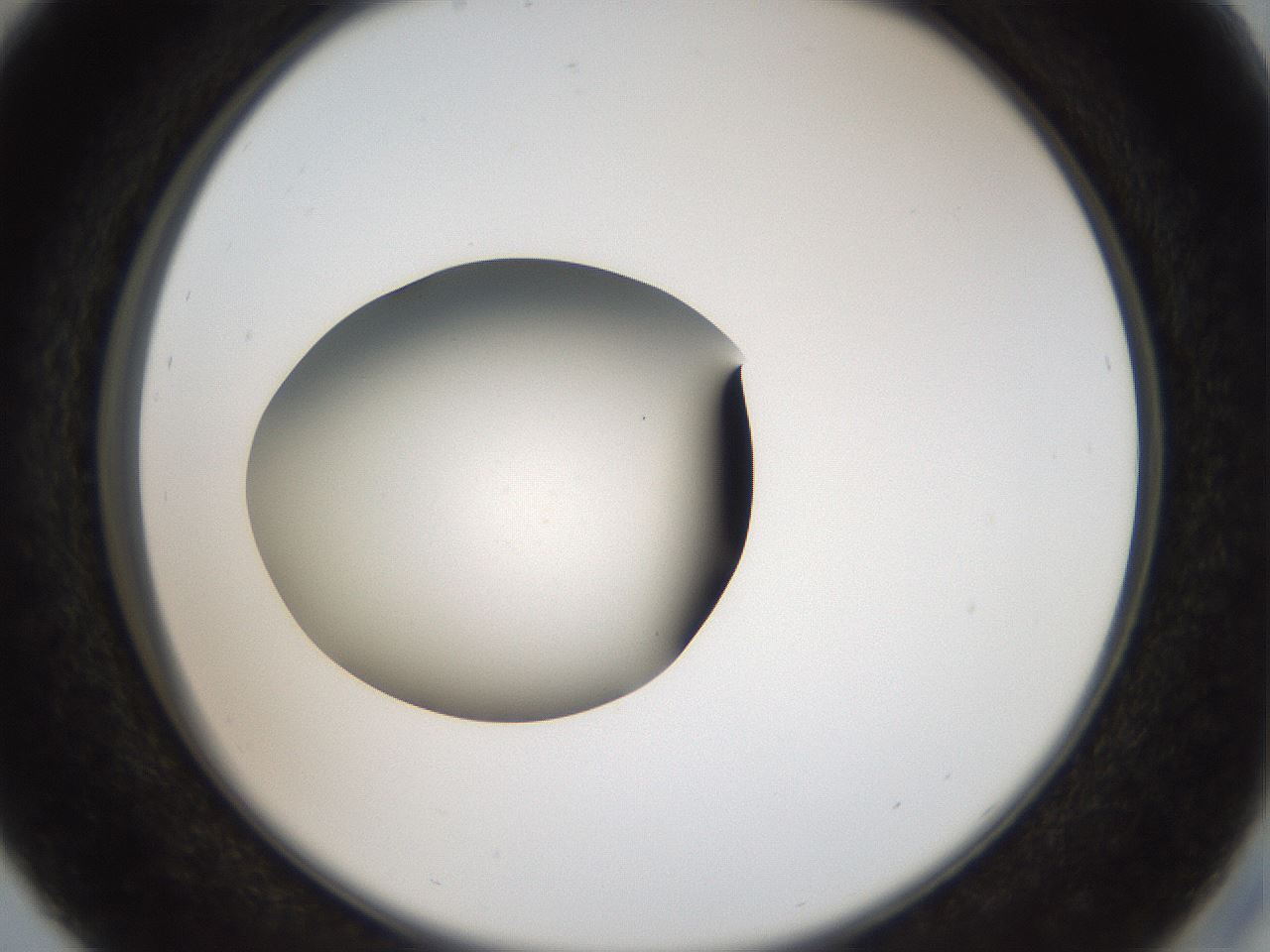 folderID43_plateID2043_batchID9005_wellNum29_profileID1_d2_r137136_ef.jpg