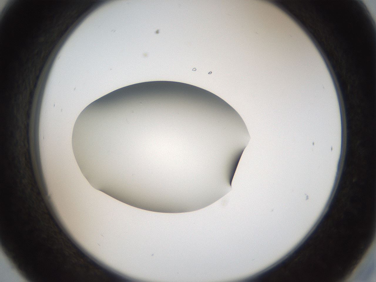 folderID43_plateID2043_batchID9005_wellNum30_profileID1_d2_r137138_ef.jpg